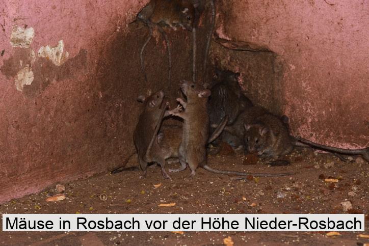 Mäuse in Rosbach vor der Höhe Nieder-Rosbach